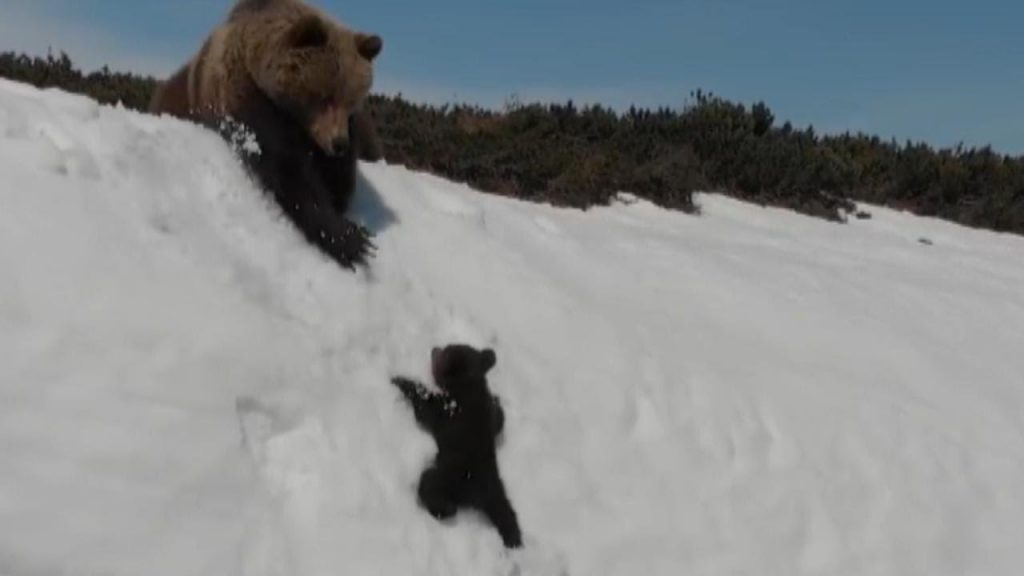 Viral: Η «Οδύσσεια» μιας μικρής αρκούδας στα χιόνια [βίντεο] - LIFESTYLE