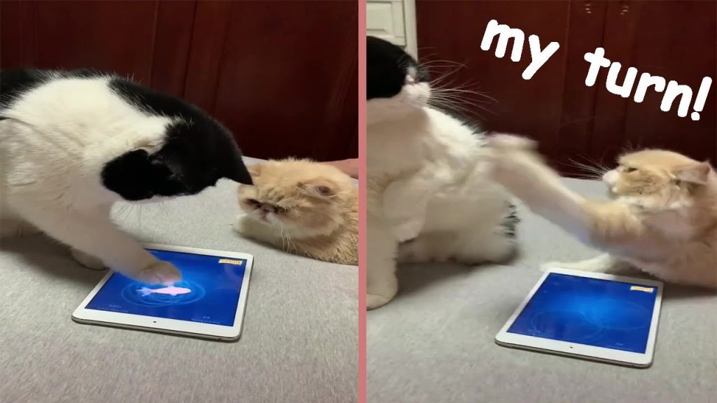 Τα viral της ημέρας: Οι γάτες που μάλωσαν για ένα…ηλεκτρονικό παιχνίδι [βίντεο] - LIFESTYLE