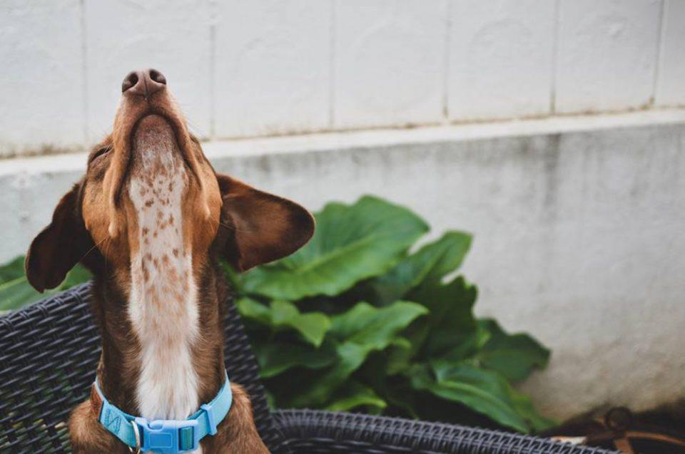 Οι σκύλοι μυρίζουν τον κορονοϊό στους ανθρώπους - Χωρίς κατηγορία