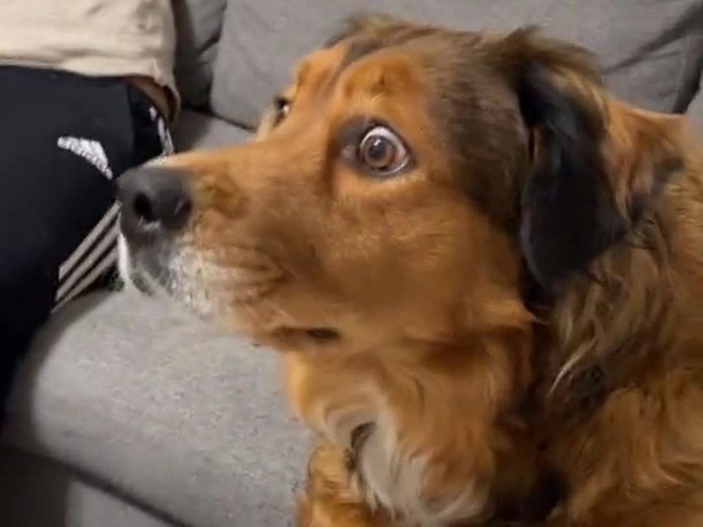 Τα viral της ημέρας: Τι είδε ο σκύλος στην τηλεόραση; - Χωρίς κατηγορία