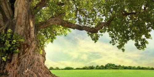 30 δέντρα στον πλανήτη μας έχουν ηλικία που ξεπερνά τα 2.000 χρόνια! - Πόσων ετών είναι το γηραιότερο - ΠΟΛΙΤΙΣΜΟΣ