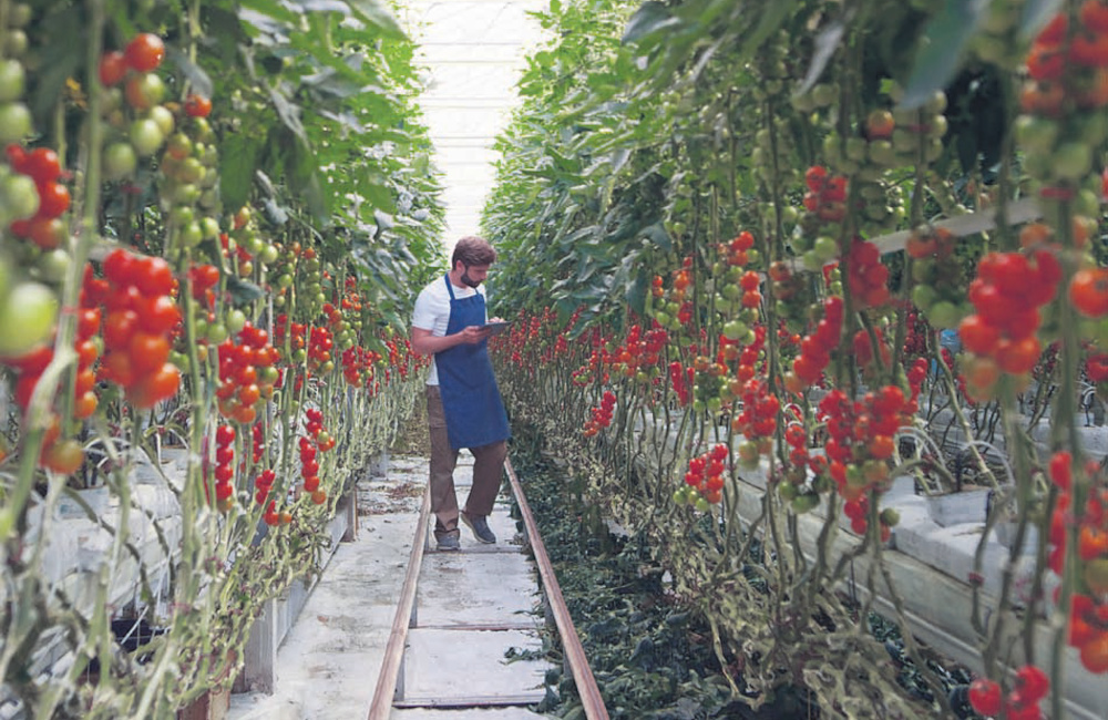 Πέταξε στα ύψη η τιμή της ντομάτας - Μειωμένες αποδόσεις και αύξηση του κόστους παραγωγής - ΕΛΛΑΔΑ