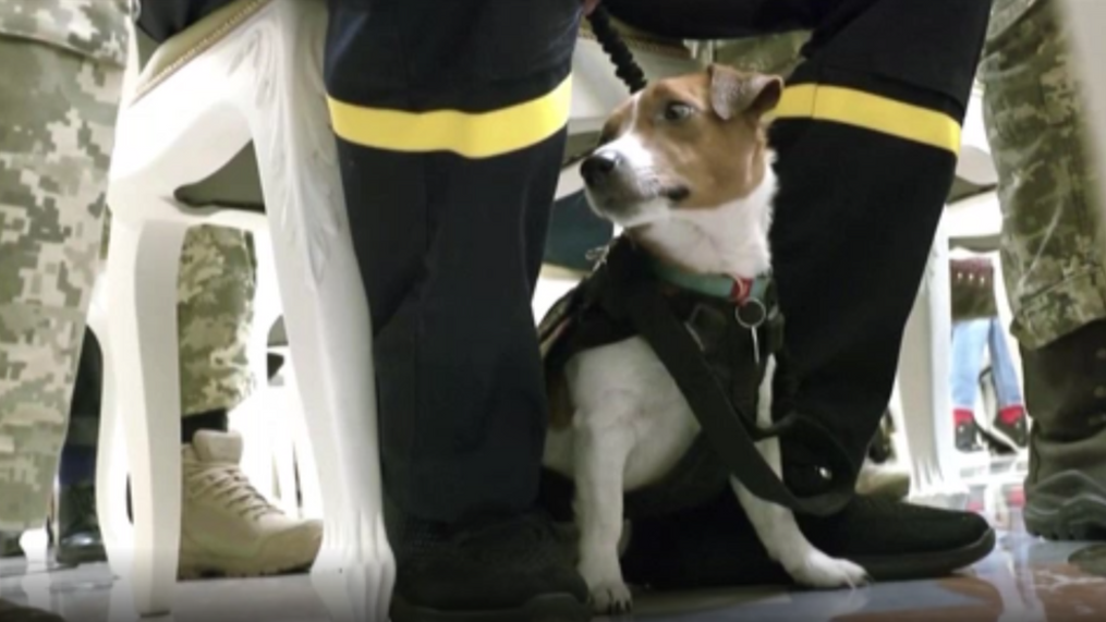 Ουκρανία: Μετάλλιο τιμής στον Πατρόν, το σκυλάκι που έχει εντοπίσει πάνω από 200 εκρηκτικά - ΔΙΕΘΝΗ