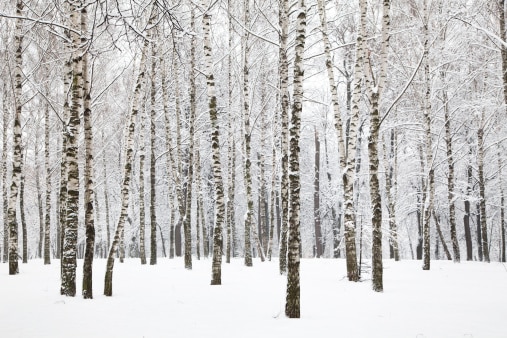 snow-forest