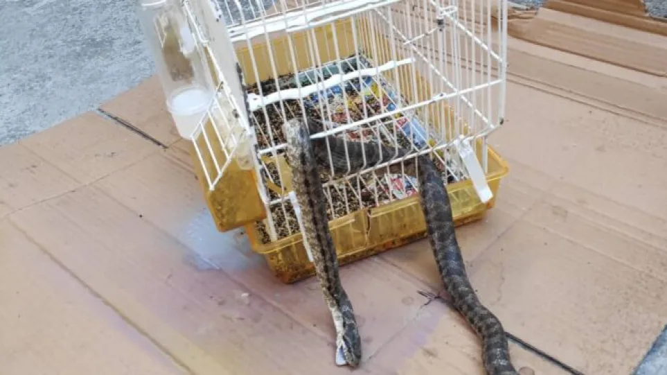 Λάρισα: Φίδι εισέβαλε σε σπίτι και έφαγε το καναρίνι! - Δείτε φωτογραφίες - ΕΛΛΑΔΑ