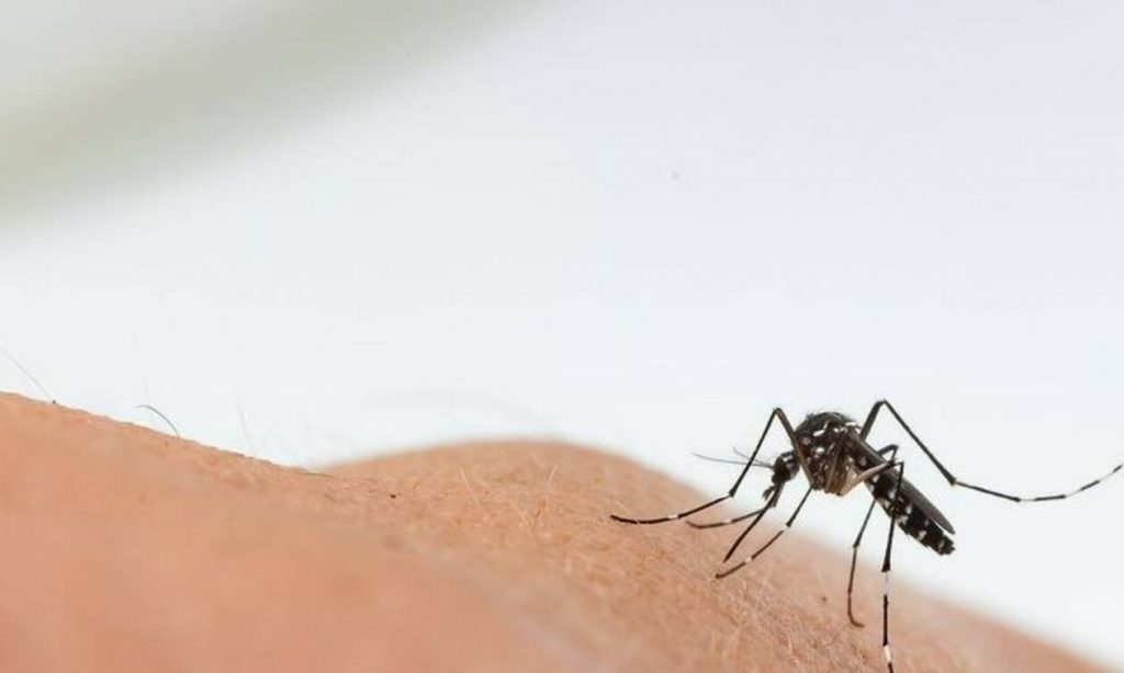 Οκτώ φυσικοί τρόποι για να μειώσετε το τσίμπημα των κουνουπιών - ΥΓΕΙΑ