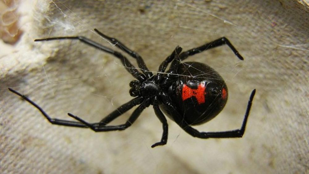 Σέρρες: Αράχνη «μαύρη χήρα» τσίμπησε αγρότη- Μαραθώνιος για το αντίδοτο - ΕΛΛΑΔΑ