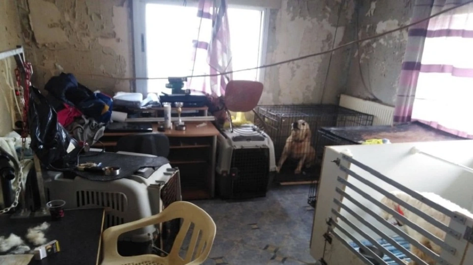 Ποινή φυλάκισης με αναστολή στην 60χρονη που κρατούσε 16 σκυλιά σε διαμέρισμα στη Θεσσαλονίκη - ΕΛΛΑΔΑ