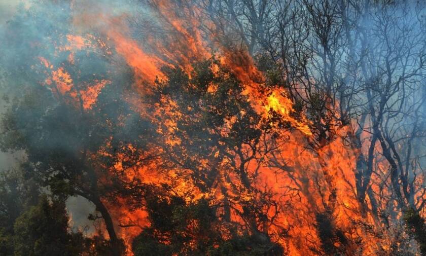Φωτιά τώρα: Σε εξέλιξη η πυρκαγιά στο Δίστομο - Βελτιωμένη η εικόνα το Ποικίλο Όρος - ΝΕΑ