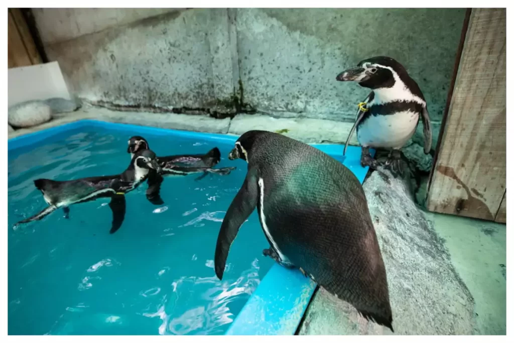 Ιαπωνία: Ενυδρείο «έκοψε» λόγω ακρίβειας τα ακριβά ψάρια σε πιγκουίνους και τώρα δεν τρώνε - ΠΕΡΙΕΡΓΑ