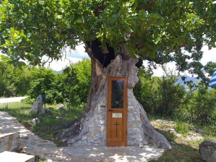 Η Δεντροκκλησιά: Το εκκλησάκι του Αγίου Παϊσίου χτισμένο σε δέντρο - ΕΚΚΛΗΣΙΑ