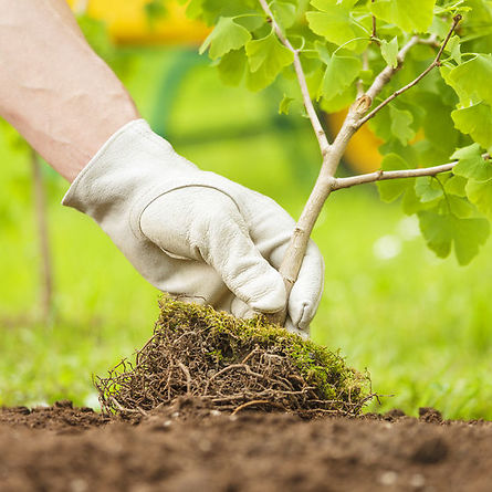 42894206 - hand with glove planting small tree with roots in a garden on green background
