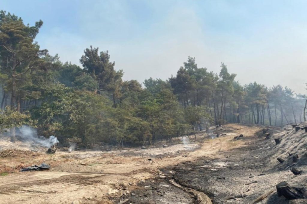 Φωτιά στη Δαδιά: Σε πύρινο κλοιό για 7η μέρα το δάσος – «Σηκώθηκαν» τα εναέρια μέσα - ΕΛΛΑΔΑ