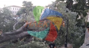 Πανικός σε καφετέρια στο Ναύπλιο - Έπεσε δένδρο και τα διέλυσε όλα (Αποκλειστικό Βίντεο) - ΕΛΛΑΔΑ