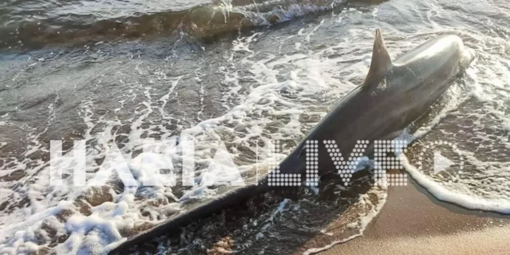 Καρχαρίας ξεβράστηκε σε παραλία της Ζαχάρως - ΕΛΛΑΔΑ
