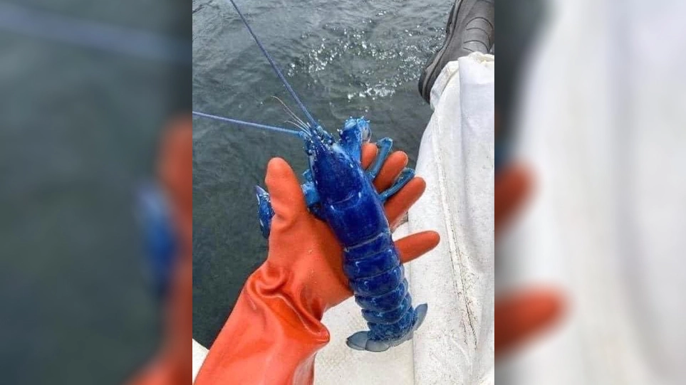 Ψαράς έπιασε σπάνιο μπλε αστακό στο Πόρτλαντ - Δείτε φωτογραφία - Περιβάλλον
