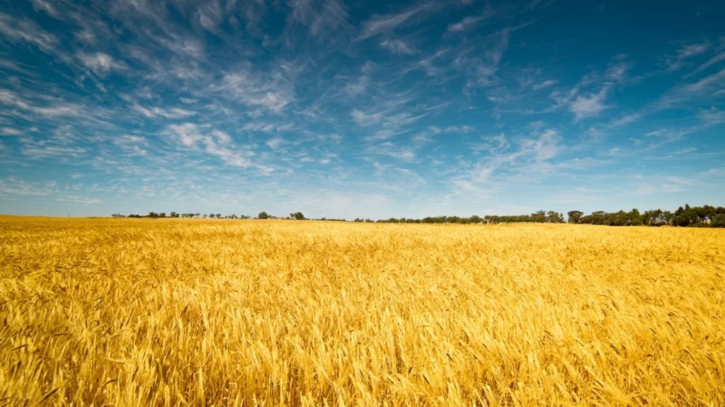 Ουκρανία και Ρωσία υπέγραψαν συμφωνία για την εξαγωγή σιτηρών - ΔΙΕΘΝΗ