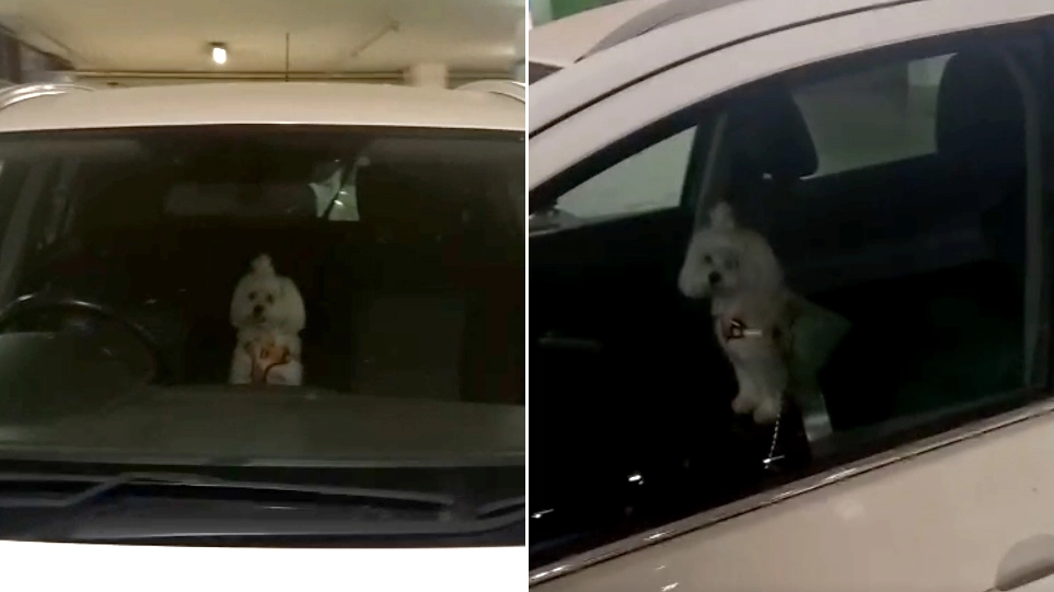 Οδηγός άφησε το σκυλάκι στο αυτοκίνητο με κλειστά παράθυρα και πήγε για... ψώνια - Δείτε βίντεο - ΕΛΛΑΔΑ