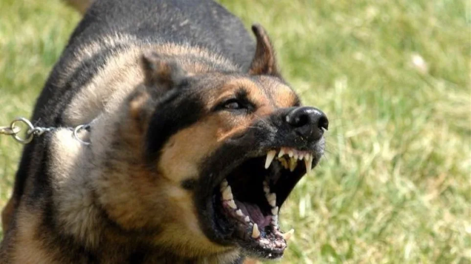 Χίος: Άγρια επίθεση σκύλου σε γυναίκα, που προσπάθησε να τον χαϊδέψει - ΕΛΛΑΔΑ