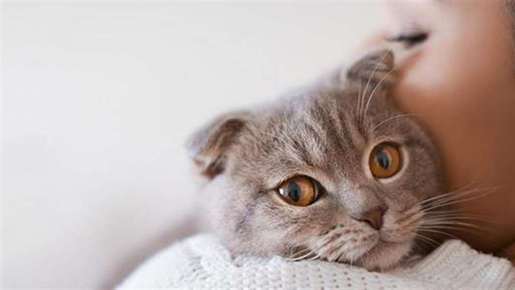 Παγκόσμια Ημέρα Γάτας: Tα μυστικά του αγαπημένου μας αιλουροειδούς - ΝΕΑ