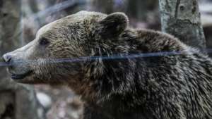 Καστοριά: Αρκούδα με τα μωρά της βγήκαν βόλτα στο κέντρο - Πώς απομακρύνθηκαν με ασφάλεια - ΠΕΡΙΕΡΓΑ