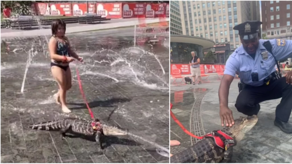 ΗΠΑ: Έβγαλε βόλτα με λουρί αλιγάτορα για να δροσιστεί σε σιντριβάνι - Δείτε βίντεο - ΝΕΑ