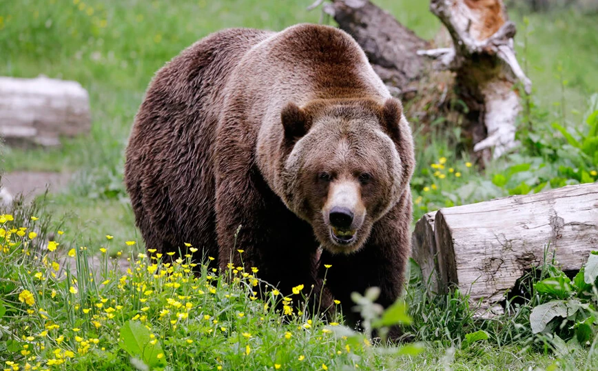 Φρίκη στη Φλώρινα: Νεκρές από πυροβολισμούς τρεις αρκούδες – Έκκληση από τον «Αρκτούρο» για τον εντοπισμό των δραστών - ΕΛΛΑΔΑ