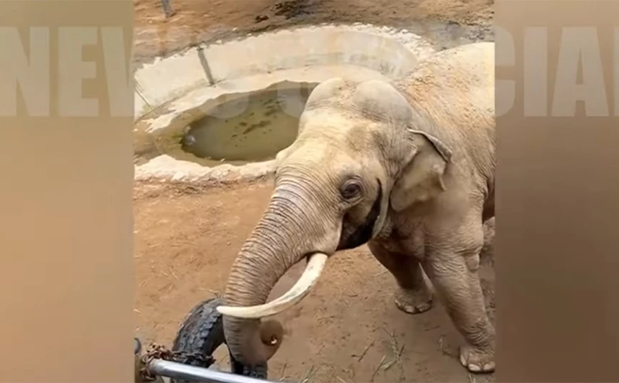 Κίνα: Γλυκύτατος ελέφαντας επέστρεψε σε παιδί το χαμένο του παπούτσι (video) - ΔΙΕΘΝΗ