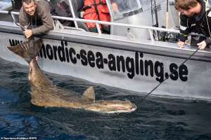 Νορβηγία: Ψαράς ανέσυρε ψάρι-γίγαντα βάρους 177 κιλών και μήκους 2,5 μέτρων - ΔΙΕΘΝΗ