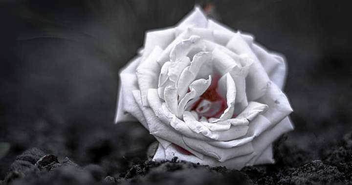 rose-mourning-blossom-bloom-rose-bloom-love-trauerkarte-death-nature