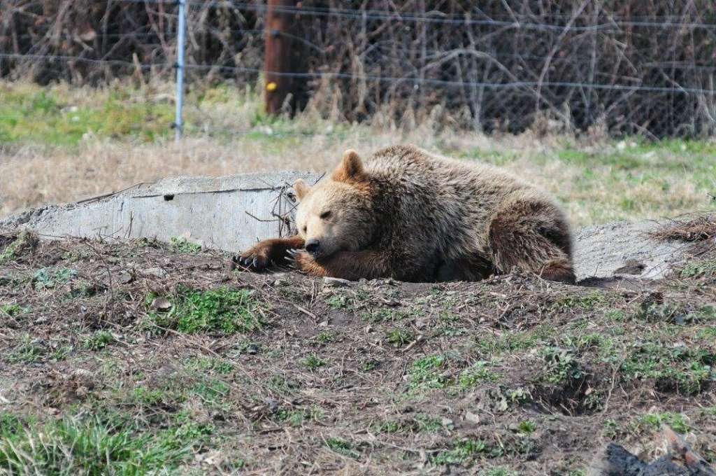 Γιώργος Αμυράς: Έρευνα του υπουργείου Περιβάλλοντος για τις τρεις νεκρές αρκούδες στη Φλώρινα - Περιβάλλον