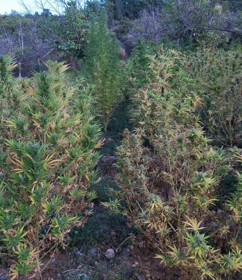 Κορινθία: Η αστυνομία εντόπισε φυτεία με 257 δενδρύλλια κάνναβης - ΚΟΡΙΝΘΙΑ