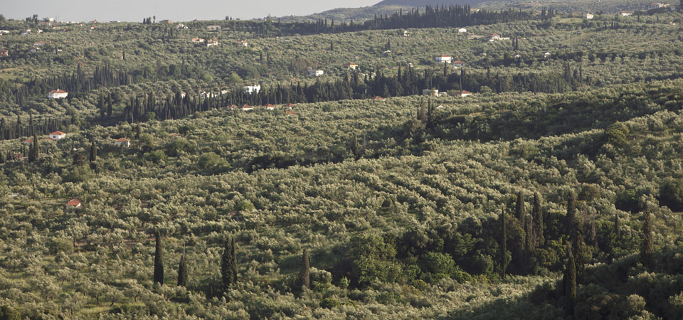 Επερώτηση προς συζήτηση στην Περιφέρεια Πελοποννήσου για το πρόβλημα με την εξάπλωση του δάκου στους ελαιώνες - ΠΕΛΟΠΟΝΝΗΣΟΣ