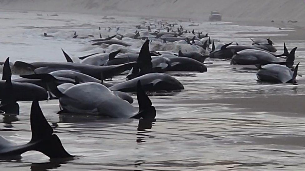 Αυστραλία: Περίπου 200 από τις 230 φάλαινες που είχαν βγει σε παραλία της Τασμανίας πέθαναν - ΔΙΕΘΝΗ