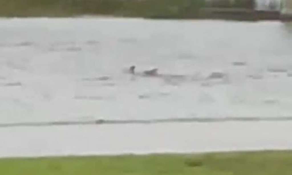 Απίστευτα βίντεο από τον κυκλώνα Ίαν: Καρχαρίας κολυμπούσε σε δρόμο της Φλόριντα! - ΔΙΕΘΝΗ