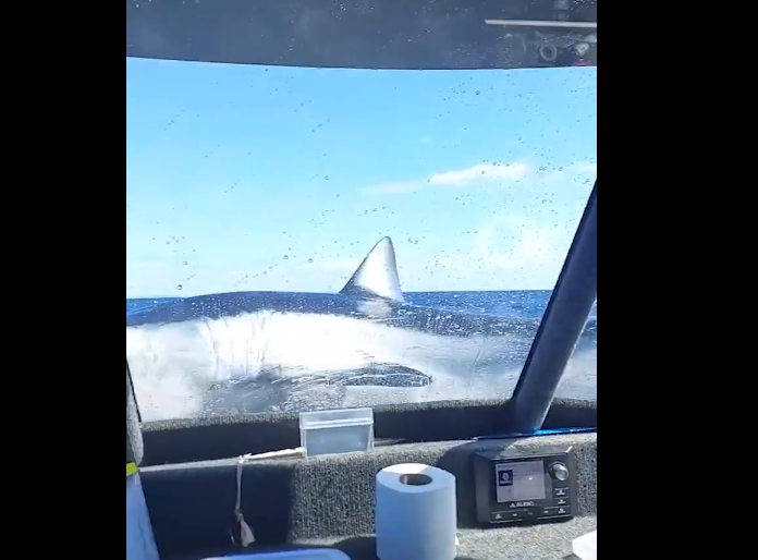 Σοκ στη Νέα Ζηλανδία: Τεράστιος καρχαρίας «προσγειώνεται» σε αλιευτικό σκάφος [βίντεο - ΔΙΕΘΝΗ