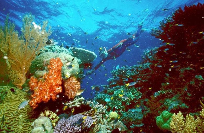 Κλιματική κρίση: Ειδικοί κρούουν τον «κώδωνα» του κινδύνου για τον Μεγάλο Κοραλλιογενή Ύφαλο - Περιβάλλον