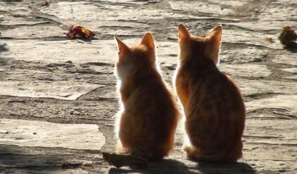 Σέρρες: Άγνωστος πυροβολεί και σκοτώνει γάτες με καραμπίνα - ΕΛΛΑΔΑ