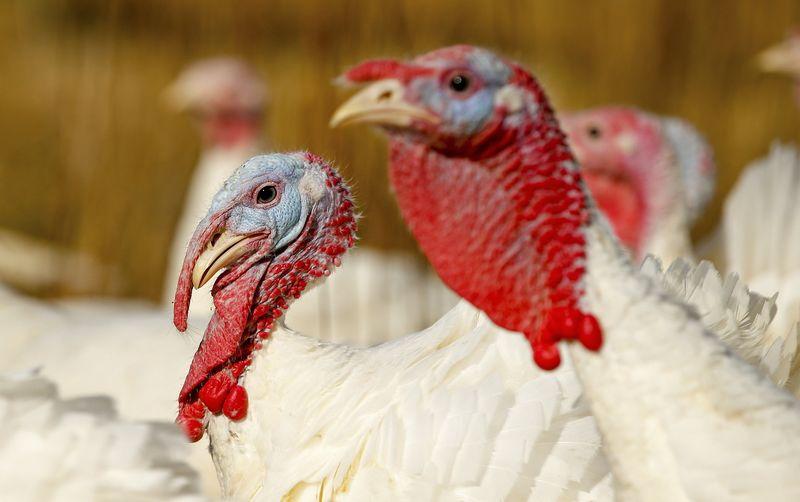 Γρίπη των πτηνών: Χωρίς γαλοπούλα θα γιορτάσουν οι Βρετανοί τα φετινά Χριστούγεννα - ΕΛΛΑΔΑ