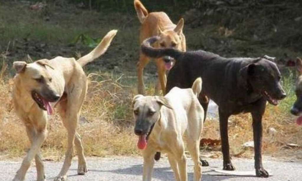 Εύβοια: Αδέσποτα σκυλιά έσερναν νεαρό για δεκάδες μέτρα - ΝΕΑ