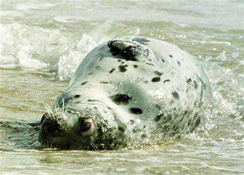 Μυστήριο στην Κασπία θάλασσα: 2.500 φώκιες νεκρές - Προβληματισμός στους επιστήμονες - ΝΕΑ