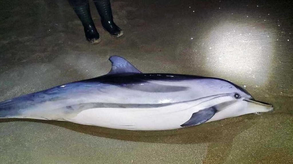 Καβάλα: Δελφίνι δύο μέτρων ξεβράστηκε στην παραλία Νέας Καρβάλης - ΕΛΛΑΔΑ