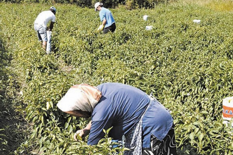 Εργάτες γης μέσω ΕΣΠΑ στην Περιφέρεια Πελοποννήσου - ΠΕΛΟΠΟΝΝΗΣΟΣ