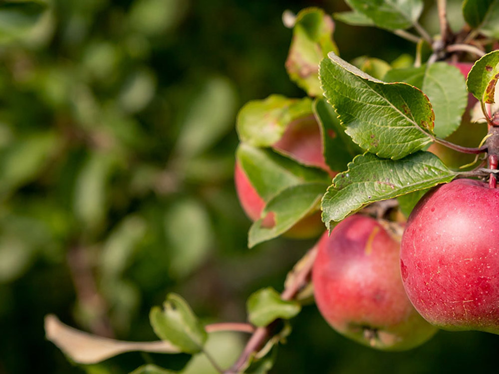 Στήριξη των παραγωγών μήλων σε Αρκαδία και Κορινθία ζητεί από το υπουργείο Αγροτικής Ανάπτυξης ο περιφερειάρχης Πελοποννήσου Π. Νίκας - ΠΕΛΟΠΟΝΝΗΣΟΣ