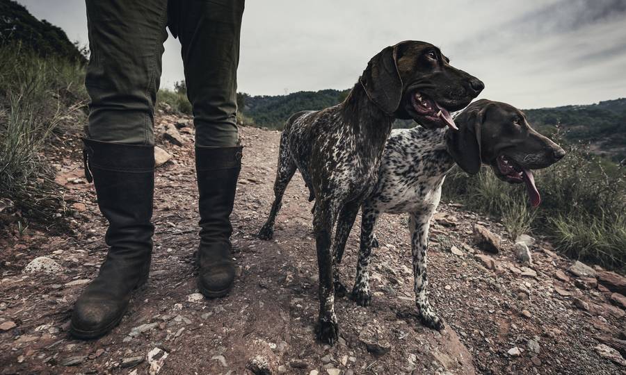 Συνελήφθη απατεώνας που «πουλούσε» κυνηγόσκυλα στην Πάτρα: Η παγίδα που του έστησαν οι αστυνομικοί - ΔΥΤΙΚΗ ΕΛΛΑΔΑ