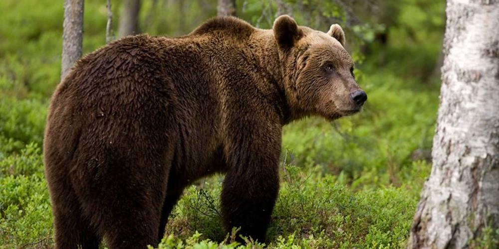 Οι επιστήμονες εξηγούν γιατί οι αρκούδες ξύνονται στα δέντρα - Νέα έρευνα - ΝΕΑ