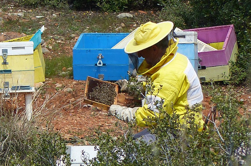 P1650369_Μελισσοκόμος