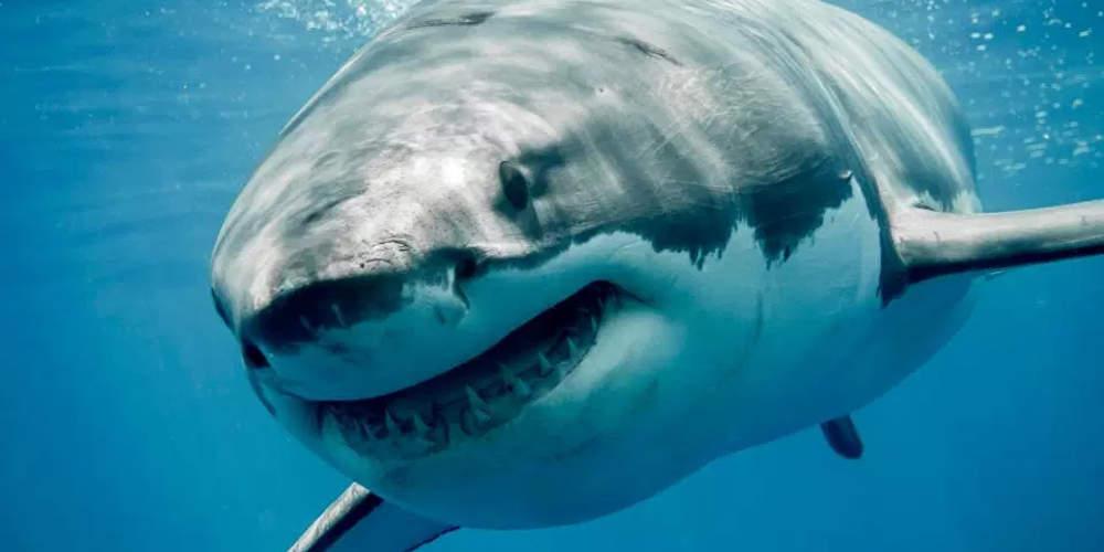 Μαλδίβες: Καρέ καρέ η στιγμή που καρχαρίας 100 κιλών δαγκώνει κολυμβήτρια - ΝΕΑ