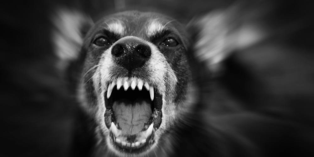 Εύβοια: Σκυλί επιτέθηκε σε ανήλικο – Στο αυτόφωρο ο πατέρας που πήγε να το προστατεύσει - ΝΕΑ