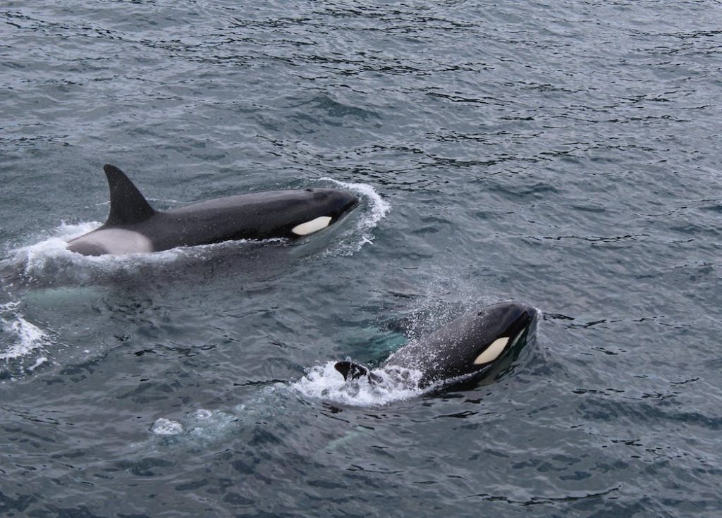 Οι όρκες...ξαναχτυπούν: Κοπάδι φαλαινών βύθισε σκάφος ανοιχτά του Γιβραλτάρ - ΝΕΑ